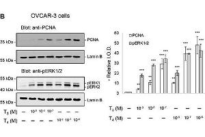 Western Blotting (WB) image for anti-Proliferating Cell Nuclear Antigen (PCNA) antibody (ABIN2854788)
