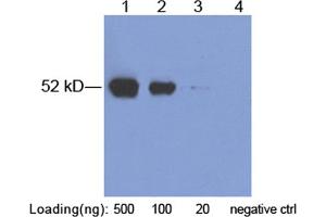 Lane 1-3: AU1-tag fusion protein in 293 cell lysate (~ 52 kD) Lane 4: Negative 293 cell lysate (M0032) Primary Antibody: 2 µg/mL Rabbit Anti-AU1-tag Polyclonal Antibody (ABIN398453) Secondary antibody: Goat Anti-Rabbit IgG (H&L) [HRP] Polyclonal Antibody (ABIN398323, 1: 10,000) The signal was developed with LumiSensorTM HRP Substrate Kit (ABIN769939) (AU1 Epitope Tag 抗体)