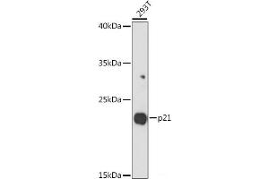 Western blot analysis of extracts of 293T cells using p21 Polyclonal Antibody at dilution of 1:1000. (p21 抗体)
