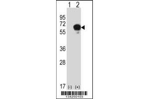 Western blot analysis of DPYSL3 using rabbit polyclonal DPYSL3 Antibody using 293 cell lysates (2 ug/lane) either nontransfected (Lane 1) or transiently transfected (Lane 2) with the DPYSL3 gene. (DPYSL3 抗体  (C-Term))