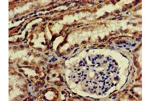 IHC image of ABIN7168921 diluted at 1:200 and staining in paraffin-embedded human kidney tissue performed on a Leica BondTM system. (HTRA2 抗体  (AA 334-458))