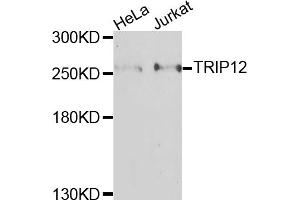 Western blot analysis of extracts of various cell lines, using TRIP12 antibody. (TRIP12 抗体)