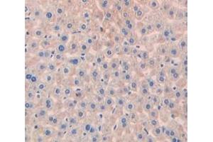 IHC-P analysis of Mouse Tissue, with DAB staining. (Peroxiredoxin 1 抗体  (AA 1-199))