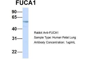 Host: Rabbit  Target Name: FUCA1  Sample Tissue: Human Fetal Lung  Antibody Dilution: 1. (FUCA1 抗体  (Middle Region))