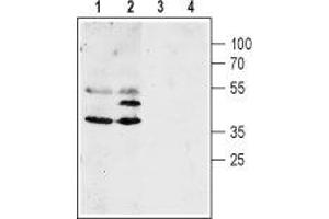Western blot analysis of mouse (lanes 1 and 3) and rat (lanes 2 and 4) brain lysates: - 1,2. (Aquaporin 4 抗体  (C-Term, Intracellular))