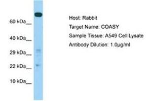 Image no. 1 for anti-CoA Synthase (COASY) (AA 319-368) antibody (ABIN6750027) (COASY 抗体  (AA 319-368))