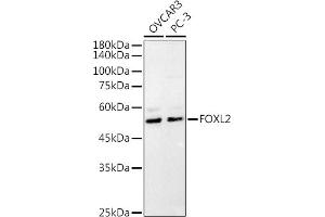 FOXL2 抗体  (C-Term)