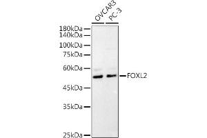 Western blot analysis of extracts of various cell lines, using (ABIN7267239) at 1:1000 dilution. (FOXL2 抗体  (C-Term))