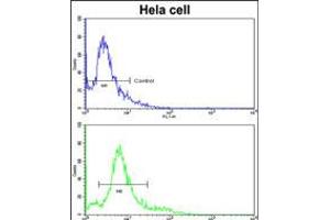 Flow cytometric analysis of hela cells using HMGCS1 Antibody (bottom histogram) compared to a negative control cell (top histogram). (HMGCS1 抗体  (AA 290-317))