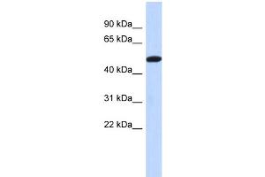 WB Suggested Anti-TRIML2 Antibody Titration: 0.