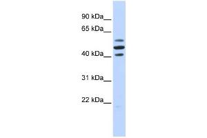 WB Suggested Anti-HSPBAP1 Antibody Titration:  0.