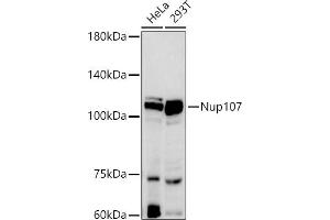 Western blot analysis of extracts of various cell lines, using Nup107 antibody (ABIN7269039) at 1:500 dilution. (NUP107 抗体)