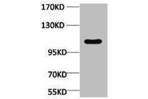 Western blot analysis of Maize, diluted at 1:4000. (CNDP2 抗体)