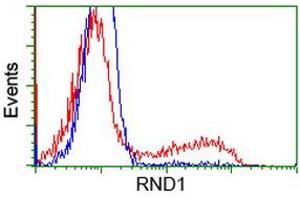 HEK293T cells transfected with either RC205535 overexpress plasmid (Red) or empty vector control plasmid (Blue) were immunostained by anti-RND1 antibody (ABIN2453602), and then analyzed by flow cytometry. (RND1 抗体)
