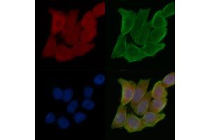 ABIN7095237 and ABIN7099294 staining Hela cells(45 min of heat-shock treatment) by IF/ICC.