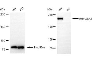 Western blotting analysis using ARFGEF2 antibody (ABIN7797534).
