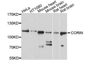 Western blot analysis of extracts of various cell lines, using CORIN antibody.