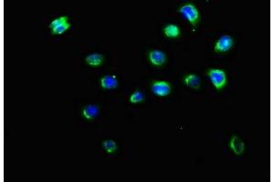 Immunofluorescence staining of A549 cells with ABIN7157528 at 1:200, counter-stained with DAPI. (KIR3DL2 抗体  (AA 361-455))