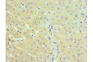 Immunohistochemistry of paraffin-embedded human liver tissue using ABIN7170690 at dilution of 1:100 (Stanniocalcin 1 抗体  (AA 18-247))