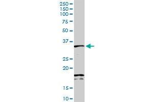 SDCBP MaxPab rabbit polyclonal antibody. (SDCBP 抗体  (AA 1-298))