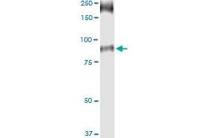 Immunoprecipitation of SLC26A6 transfected lysate using anti-SLC26A6 MaxPab rabbit polyclonal antibody and Protein A Magnetic Bead , and immunoblotted with SLC26A6 purified MaxPab mouse polyclonal antibody (B01P) . (SLC26A6 抗体  (AA 1-758))