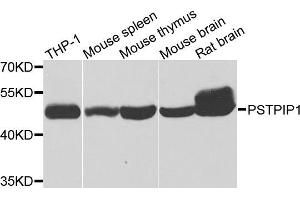 Western blot analysis of extracts of various cell lines, using PSTPIP1 antibody (ABIN5975180) at 1/1000 dilution. (PSTPIP1 抗体)