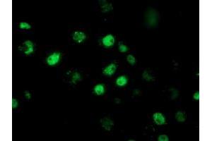 Anti-RBBP7 mouse monoclonal antibody (ABIN2455359) immunofluorescent staining of COS7 cells transiently transfected by pCMV6-ENTRY RBBP7 (RC217969). (RBBP7 抗体)