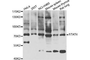 Western blot analysis of extracts of various cell lines, using STAT4 antibody. (STAT4 抗体)