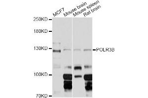 Western blot analysis of extracts of various cell lines, using POLR3B Antibody (ABIN6293464) at 1:3000 dilution. (POLR3B 抗体)