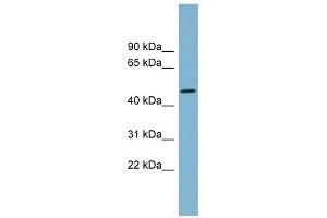 TDO2 antibody used at 1 ug/ml to detect target protein.