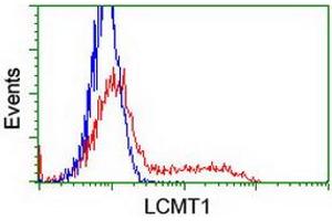 Image no. 9 for anti-Leucine Carboxyl Methyltransferase 1 (LCMT1) antibody (ABIN1499107) (LCMT1 抗体)