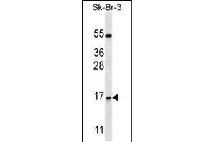 Western blot analysis in SK-BR-3 cell line lysates (35ug/lane). (NRARP 抗体  (AA 56-83))