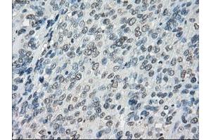 Image no. 1 for anti-Fc gamma RII (CD32) antibody (ABIN1497254) (Fc gamma RII (CD32) 抗体)
