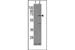 Image no. 1 for anti-Nuclear Receptor Subfamily 4, Group A, Member 1 (NR4A1) (Ser351) antibody (ABIN358810) (NR4A1 抗体  (Ser351))