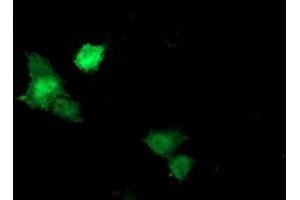 Image no. 4 for anti-Signal Transducer and Activator of Transcription 5A (STAT5A) antibody (ABIN1501190) (STAT5A 抗体)