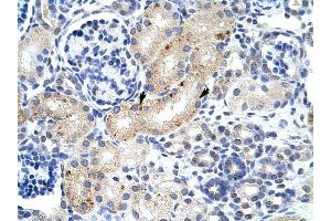 ZFP57 antibody was used for immunohistochemistry at a concentration of 4-8 ug/ml to stain Epithelial cells of renal tubule (arrows) in Human Kidney. (ZFP57 抗体  (N-Term))