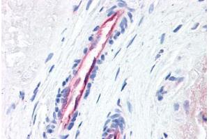 Human Placenta, Vessels (formalin-fixed, paraffin-embedded) stained with F2R antibody ABIN337370 at 10 ug/ml followed by biotinylated anti-mouse IgG secondary antibody ABIN481714, alkaline phosphatase-streptavidin and chromogen. (PAR1 抗体  (N-Term))