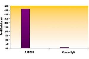Chromatin IP analysis of Histone H3 acetyl Lys56 antibody. (Histone 3 抗体  (H3K56ac))