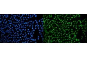 IF analysis of PPIL3 using anti-PPIL3 antibody (ABIN7599018).