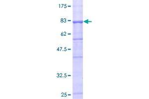 UGT1A10 Protein (AA 1-530) (GST tag)