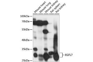Western blot analysis of extracts of various cell lines, using EGFL7 antibody (ABIN7266907) at 1:1000 dilution. (EGFL7 抗体  (AA 24-100))