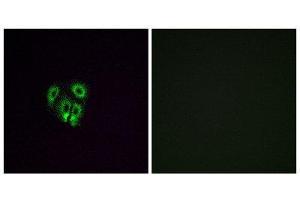 Immunofluorescence (IF) image for anti-Olfactory Receptor, Family 4, Subfamily F, Member 4 (OR4F4) (C-Term) antibody (ABIN1853248) (OR4F4 抗体  (C-Term))