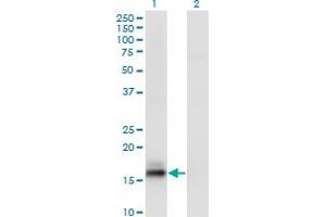 Western Blot analysis of AGR2 expression in transfected 293T cell line by AGR2 monoclonal antibody (M02), clone 3G1. (AGR2 抗体  (AA 1-175))