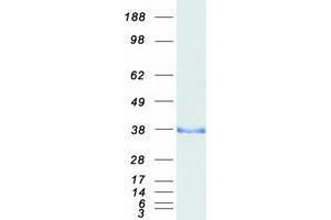 Western Blotting (WB) image for Protein Phosphatase 1, Regulatory (Inhibitor) Subunit 1B (PPP1R1B) (Transcript Variant 1) protein (Myc-DYKDDDDK Tag) (ABIN2719226)
