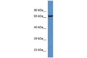 WB Suggested Anti-Klkb1 Antibody   Titration: 1. (KLKB1 抗体  (C-Term))