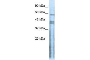 WB Suggested Anti-CHRND Antibody Titration:  0. (CHRND 抗体  (N-Term))