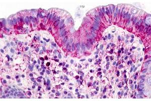Image no. 1 for anti-G Protein-Coupled Receptor 160 (GPR160) (Transmembrane Domain) antibody (ABIN1048745) (GPR160 抗体  (Transmembrane Domain))