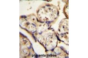 TBB1 Antibody (N-term) immunohistochemistry analysis in formalin fixed and paraffin embedded human placenta tissue followed by peroxidase conjugation of the secondary antibody and DAB staining. (TUBB1 抗体  (N-Term))