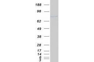 Western Blotting (WB) image for POU Domain, Class 2, Transcription Factor 1 (POU2F1) protein (Myc-DYKDDDDK Tag) (ABIN2712348)