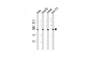 Lane 1: HeLa Cell lysates, Lane 2: HepG2 Cell lysates, Lane 3: Jurkat Cell lysates, Lane 4: NIH-3T3 Cell lysates, probed with RAB5B (1615CT668. (RAB5B 抗体)